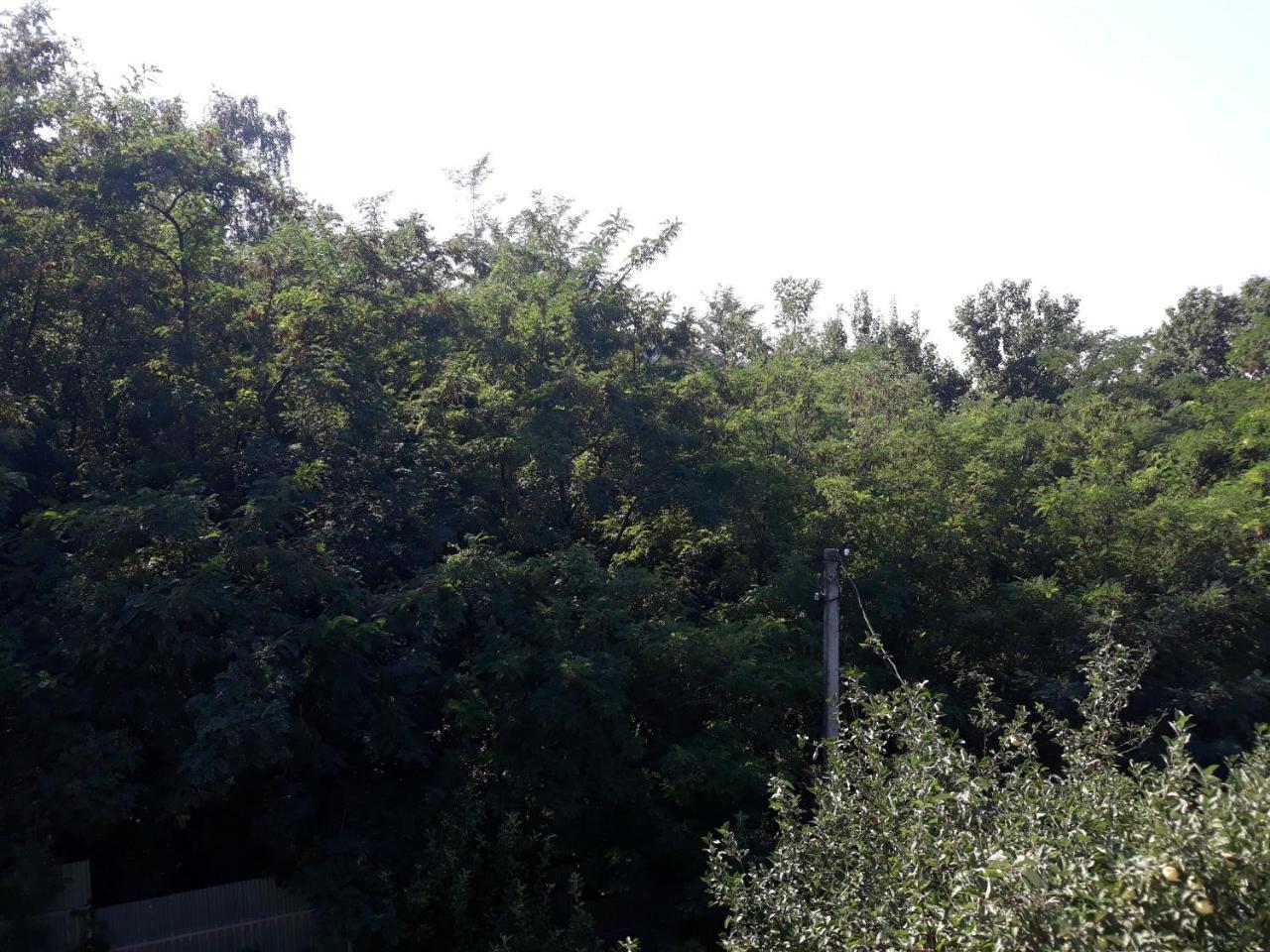 Котедж "Лісовий Затишок" Glubokoye Εξωτερικό φωτογραφία