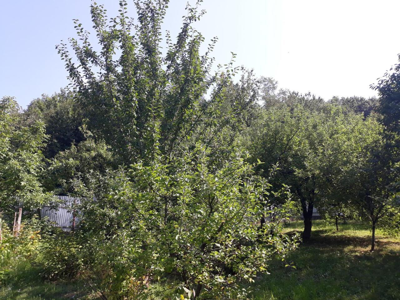 Котедж "Лісовий Затишок" Glubokoye Εξωτερικό φωτογραφία